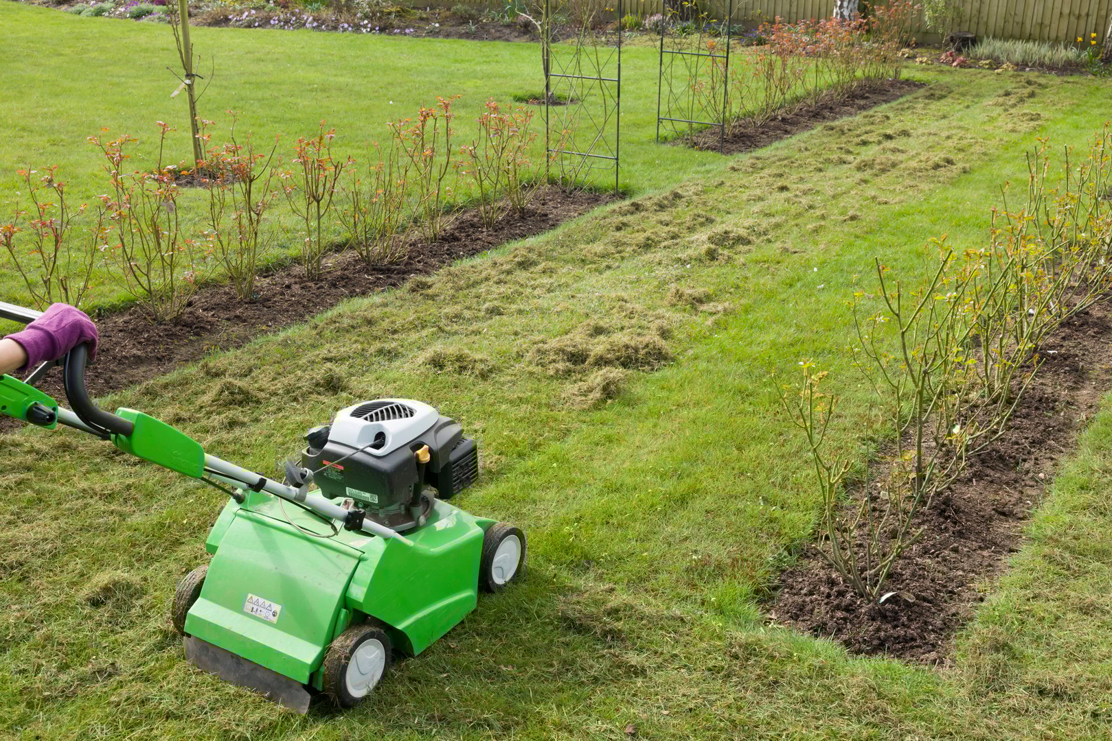 Woman scarifying a garden lawn with a scarifier