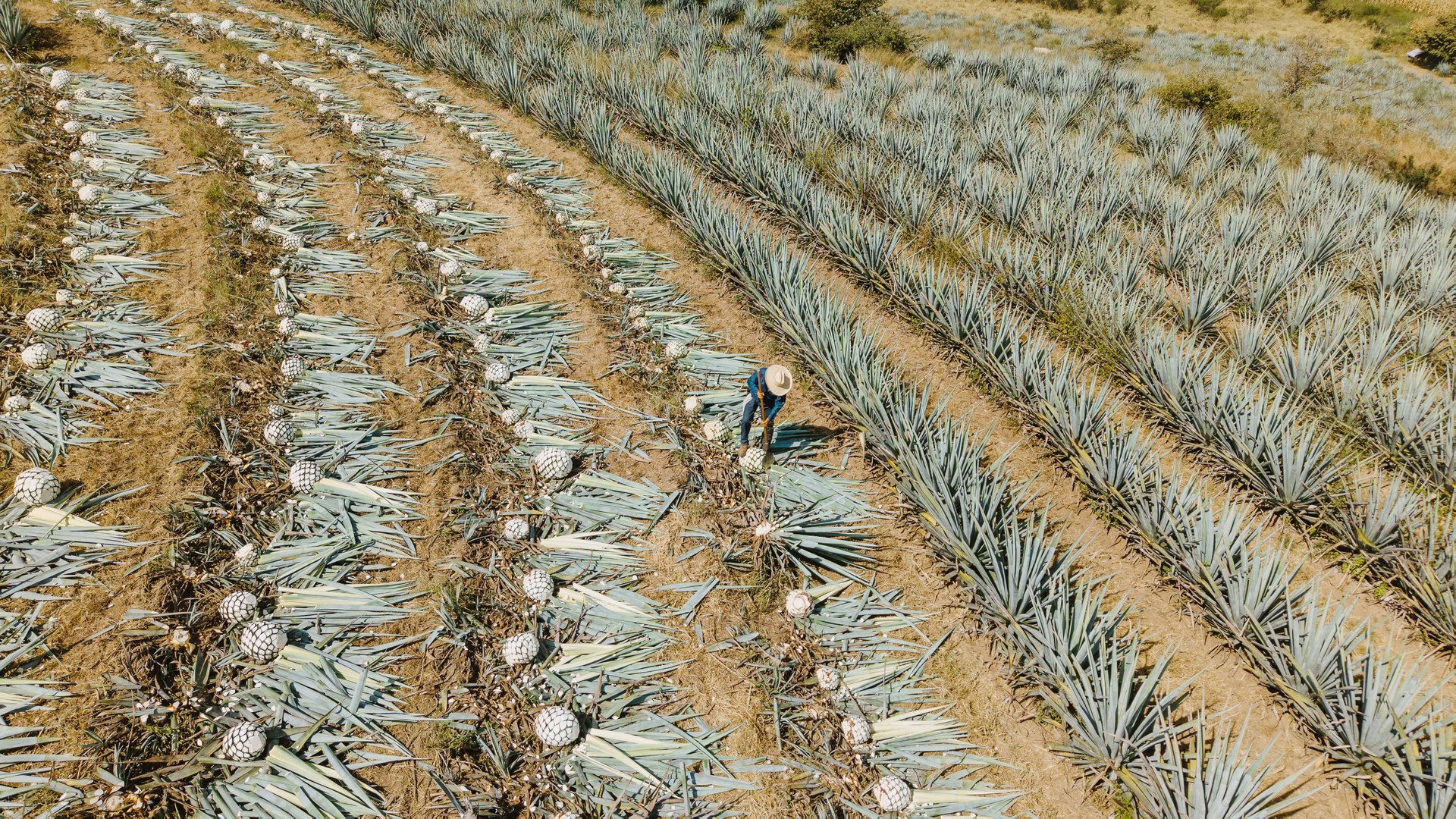 Plantación y cosecha de agave