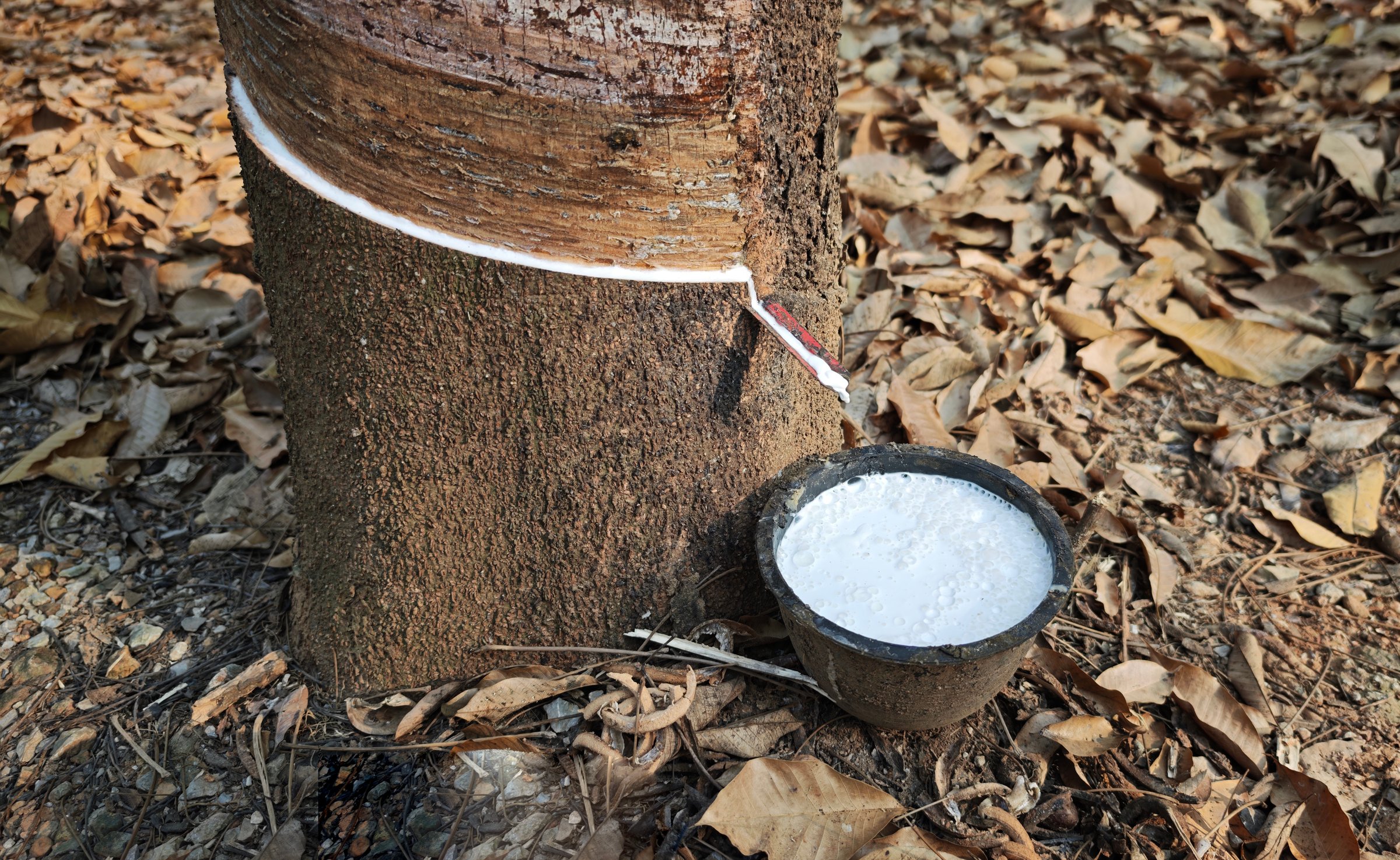 Rubber latex white in bowl