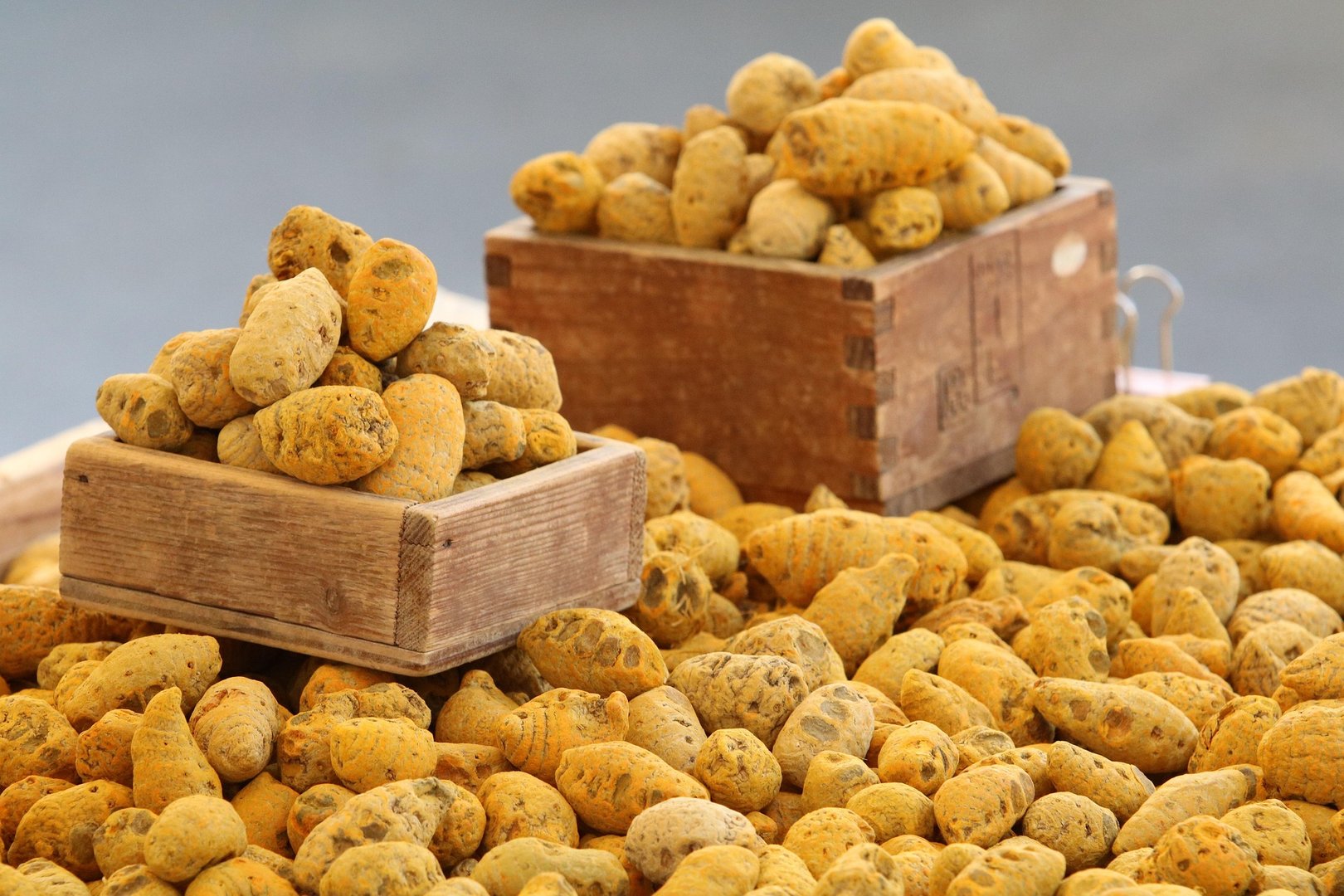 Wooden crates filled with yellow, porous natural sponges on display.
