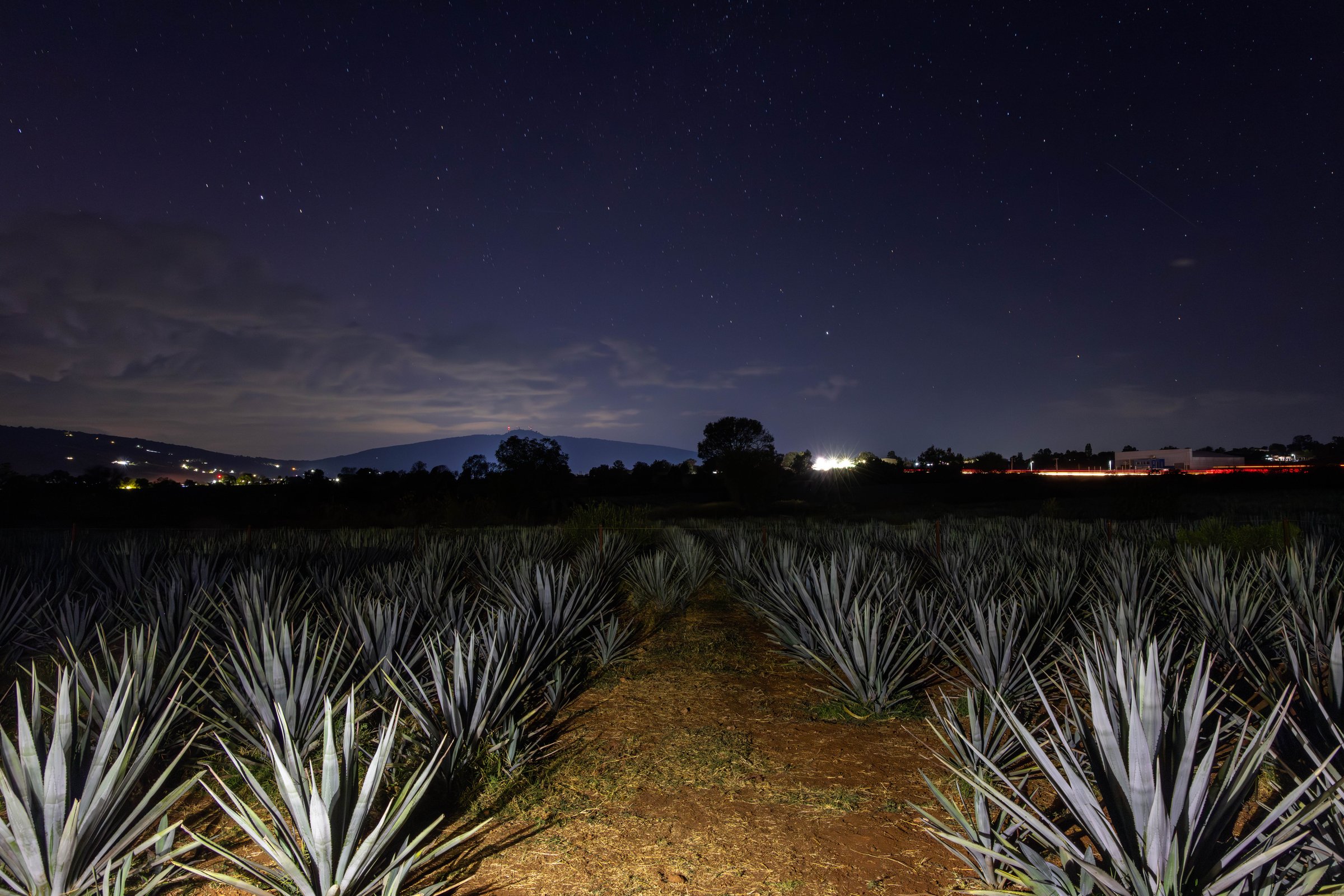 panorama of agaves at night in which you can see the stars at night in Jalisco, Mexico