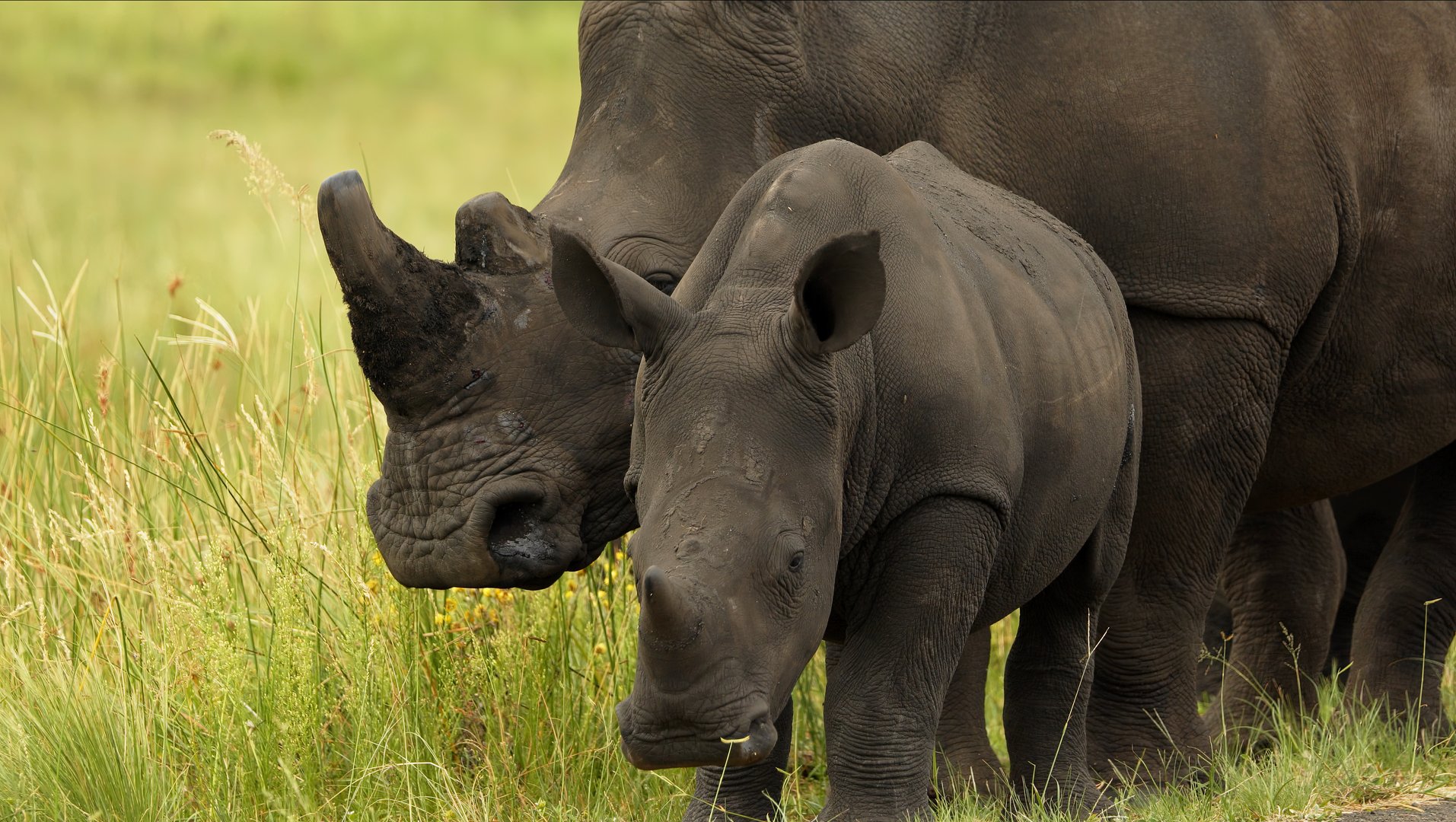 Rare Footage closeup portrait of White horn Rhino walking breeding, Mother and baby in South Africa savannah. Safari national park. Wild animals exotic nature mammal animals in natural habitat.