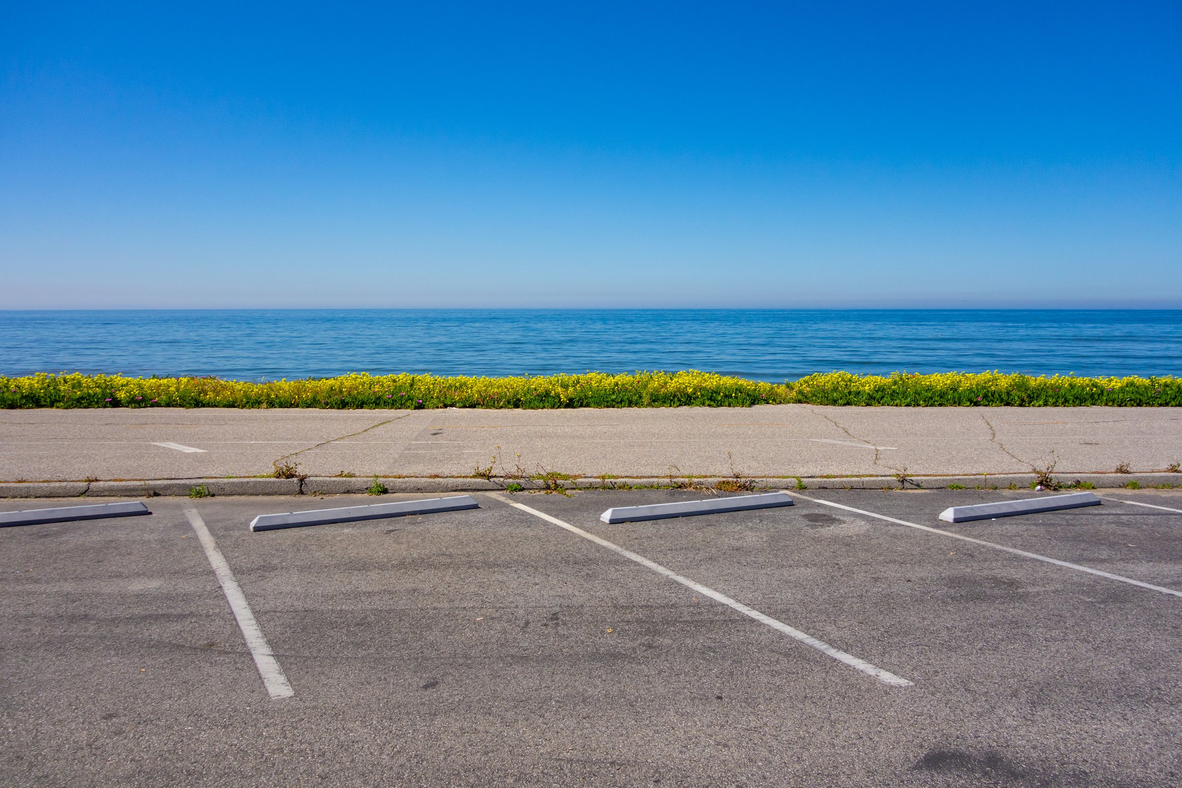 Yellow wildflowers bloom on the edge of the Marvin Braude bike path and parking lot at the beach in Los Angeles, CA.