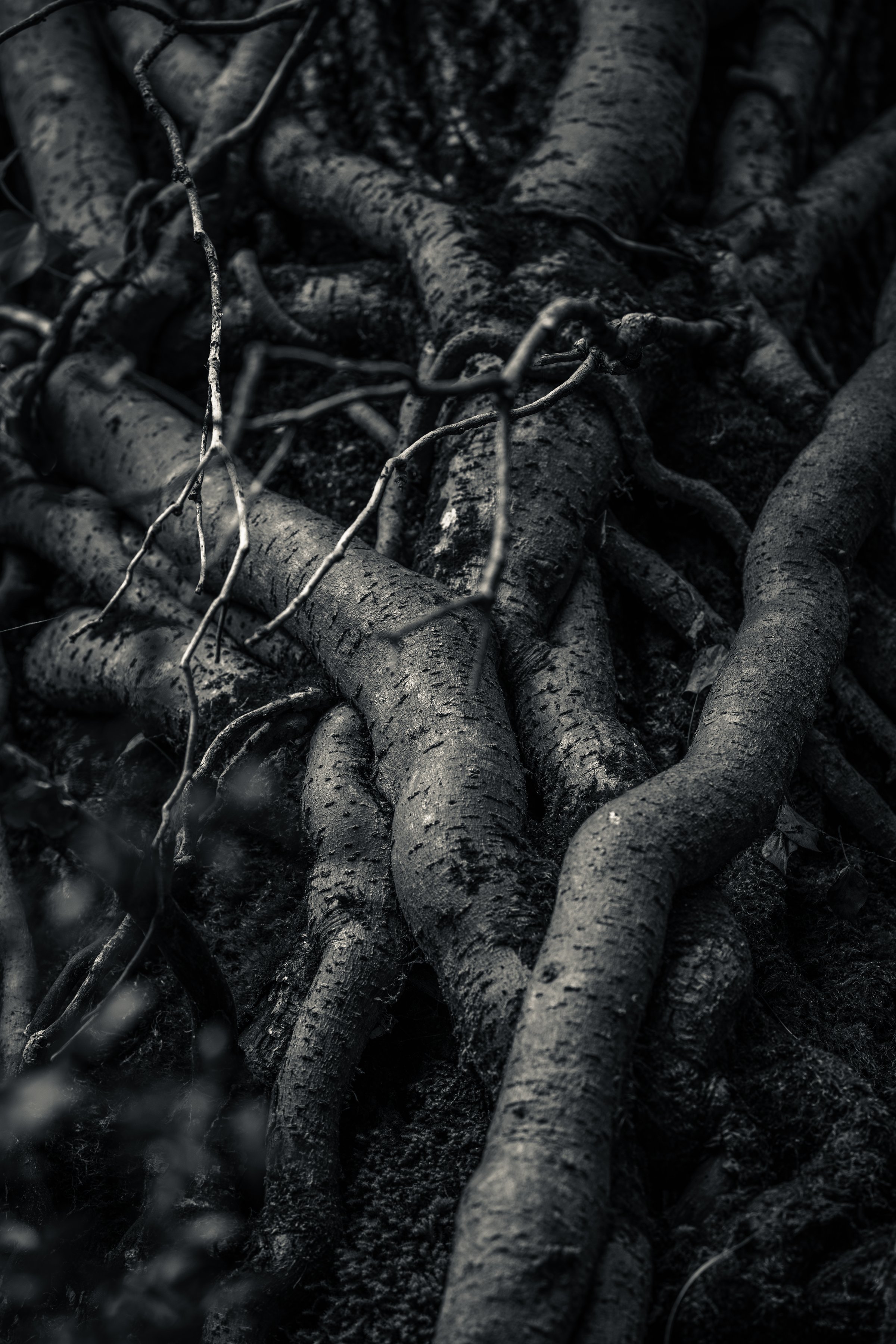 Ivy roots climbing on an oak tree