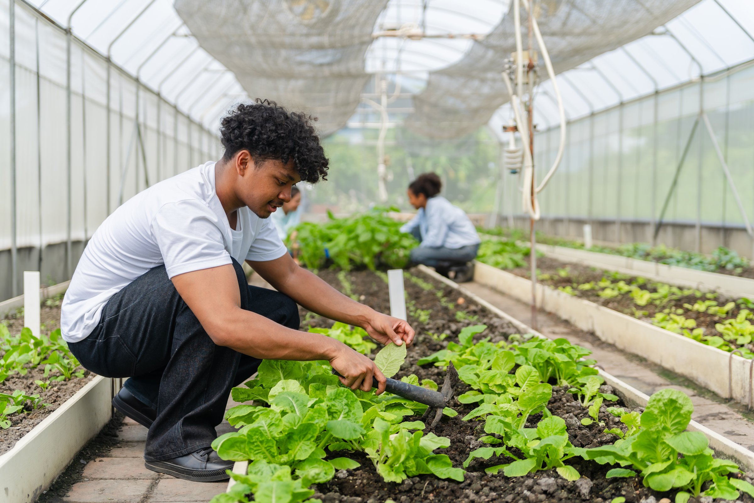 Youth groups inspect vegetables in a greenhouse growing and caring for greens. A diverse team of farmers and students engaged in sustainable agriculture.