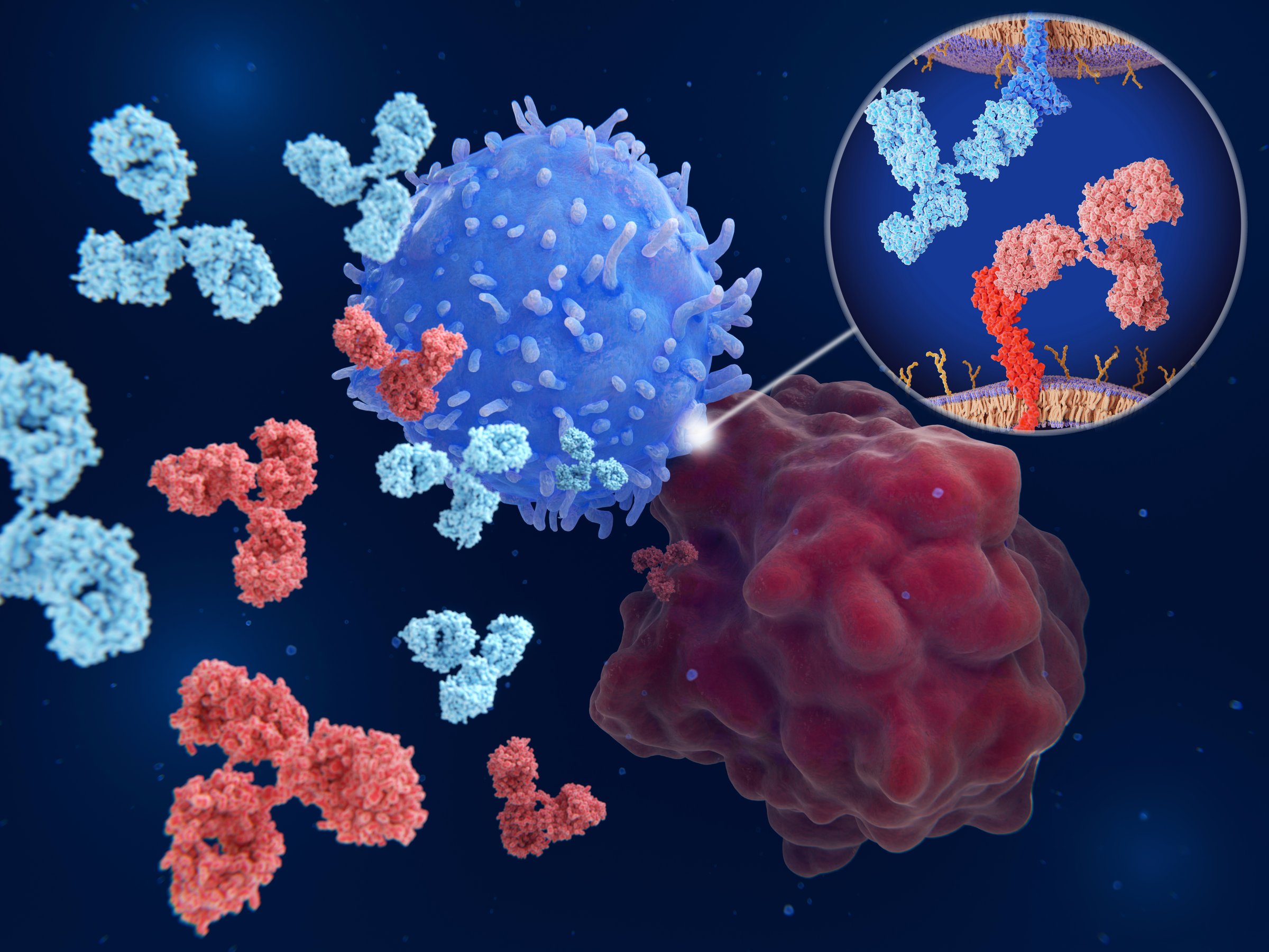 Immune checkpoints are regulators of the immune system. Antibodies(light blue and red)  block the interaction between PD-L1 (red molecule) on the surface of a cancer cell (red) and the immune checkpoint PD-1 (blue molecule) on a T-cell (blue), that would lead to  the inhibition of T-cell killing tumor cells.