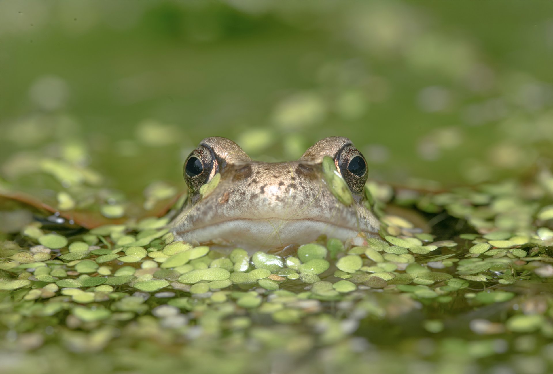 Frog Unit Study for Homeschool Ages 5-8 - Printable PDF