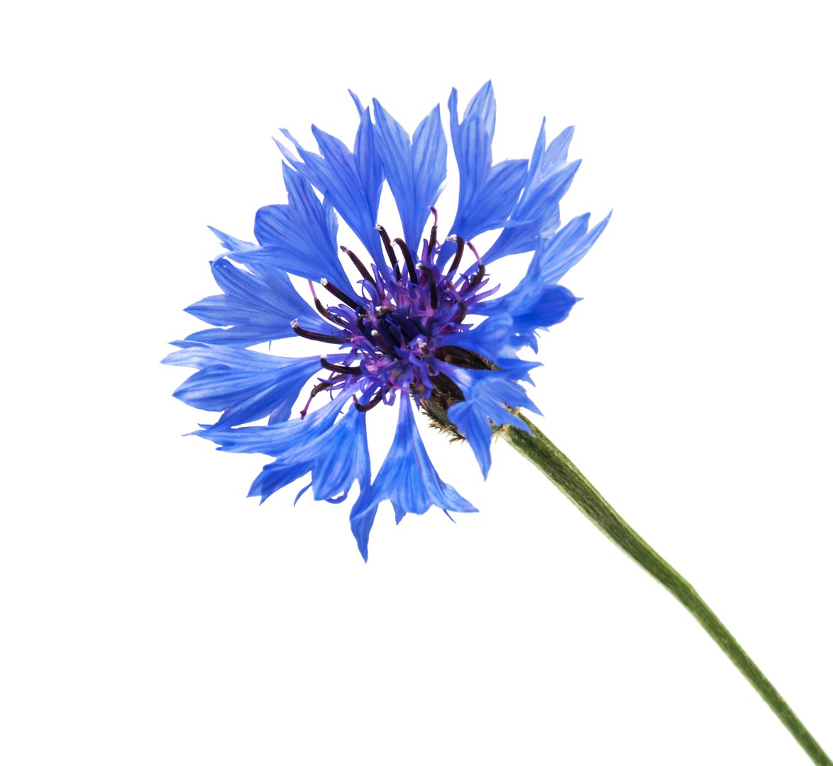 Cornflower
