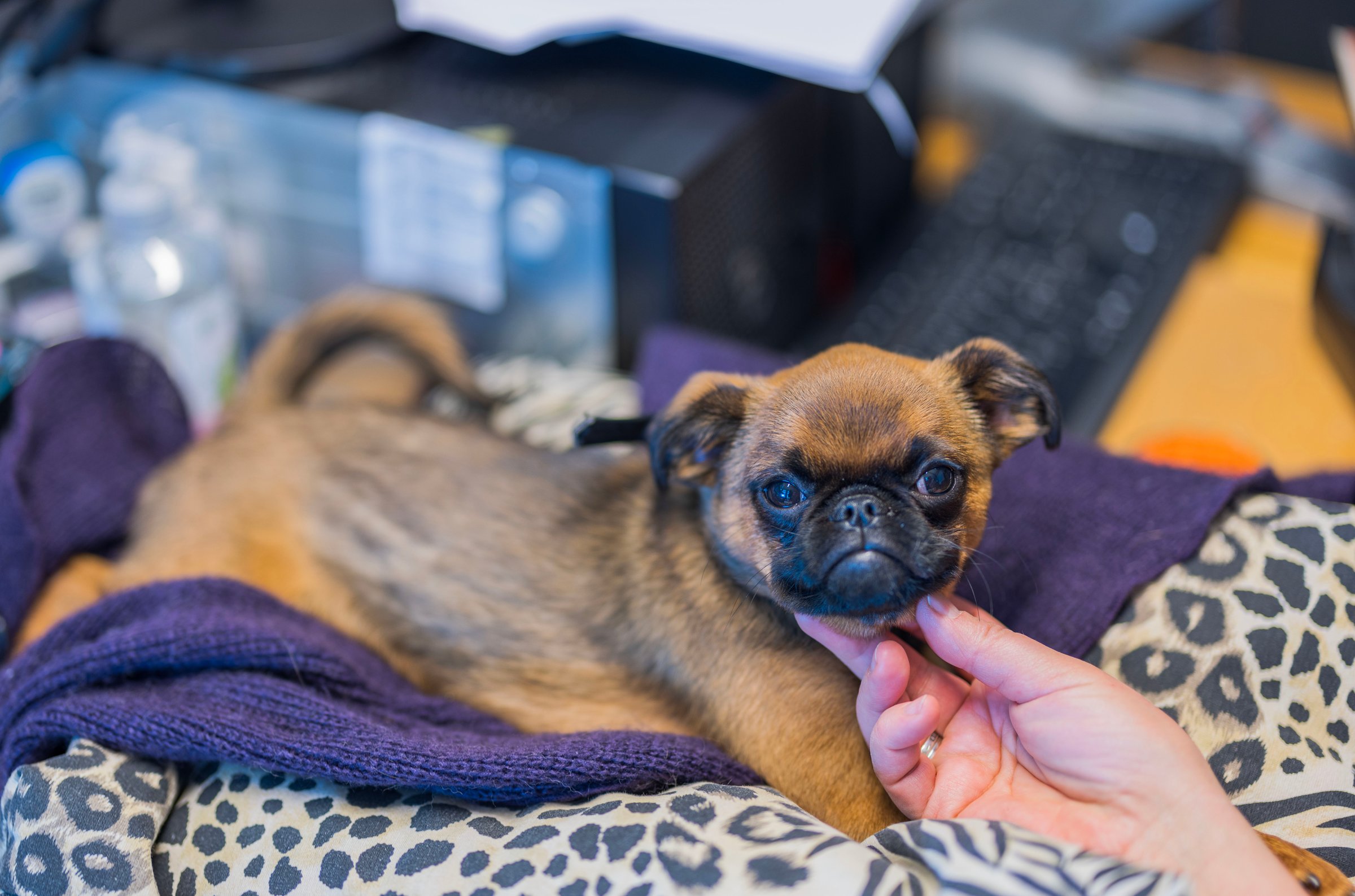 Close-up view of person's hand stroking cute face of brussels griffon puppy lying on pillow on table in office.