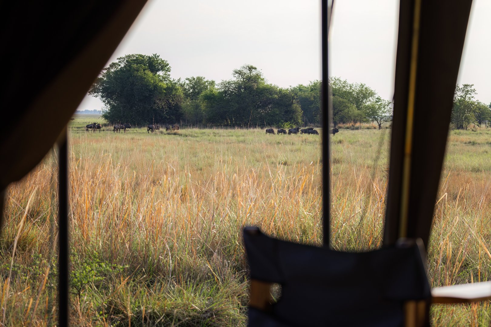 A view from inside a tent, looking out onto a grassy savannah landscape with scattered trees and a herd of dark-colored animals, wildebeest, grazing in the distance under a bright sky. Part of a chair is visible in the foreground, a safari camp or lodge setting
