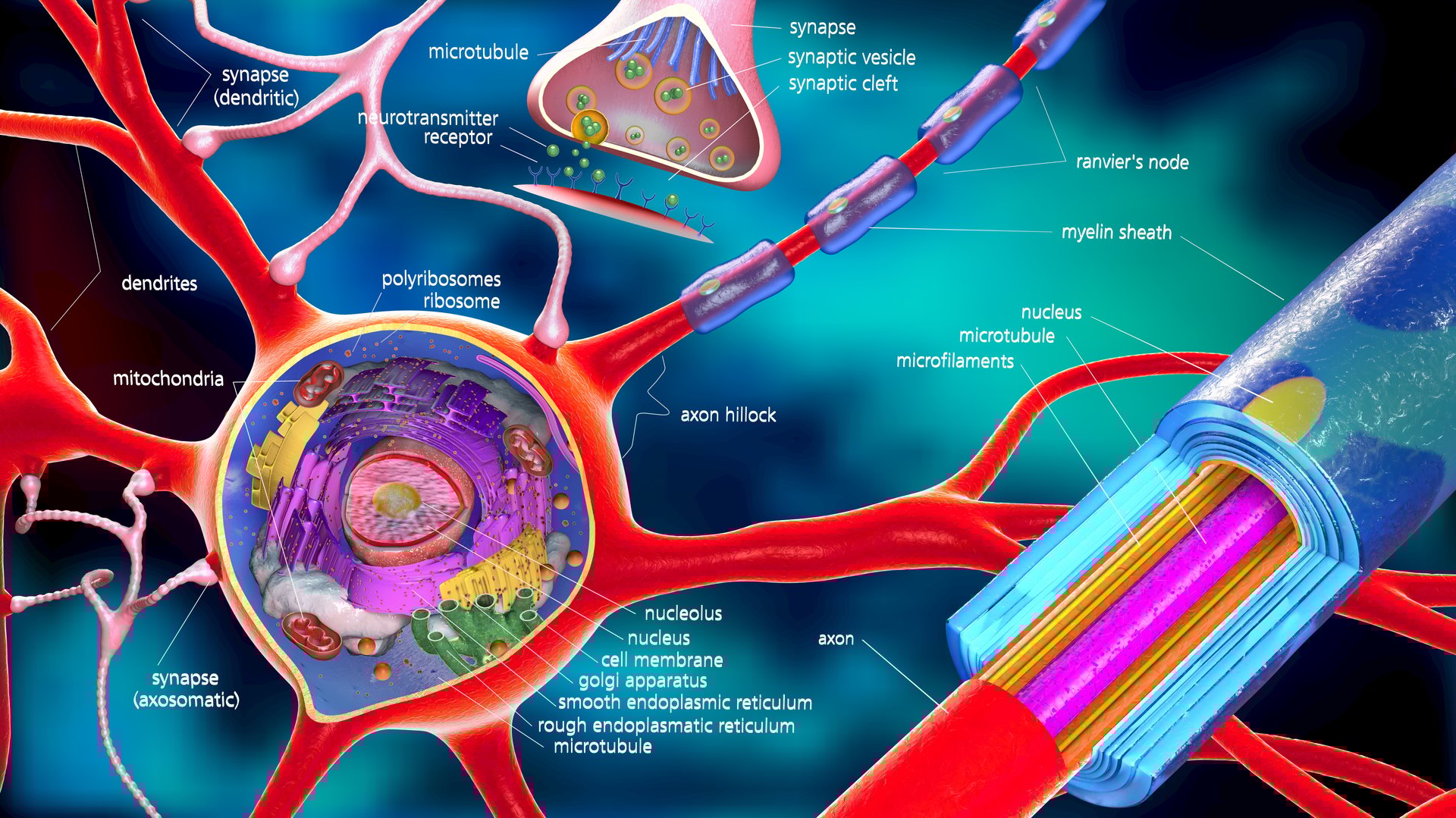 colorful 3d illustration of a neuron and cell-building with descriptions
