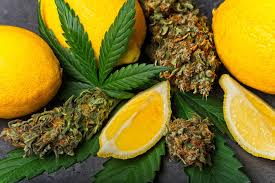 Terpene Image