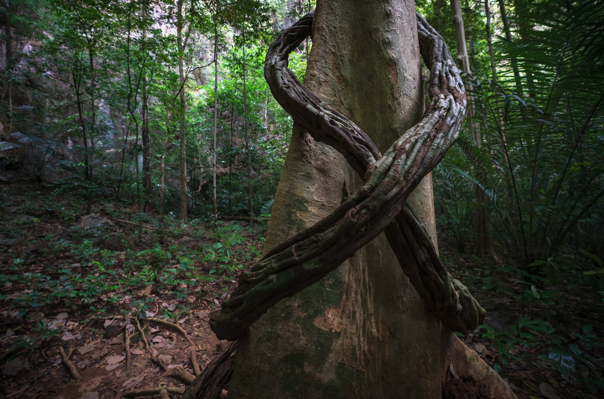 Liana twisting like a cross around trunk in tropical forest