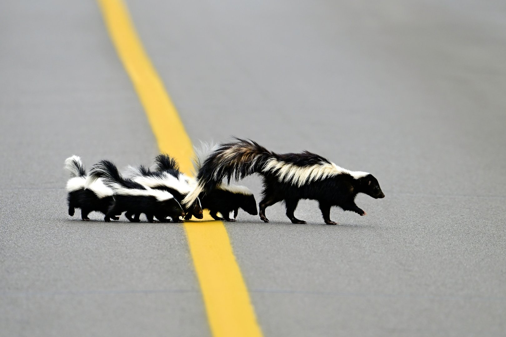 Skunk with young kits walk across the middle of a paved country road