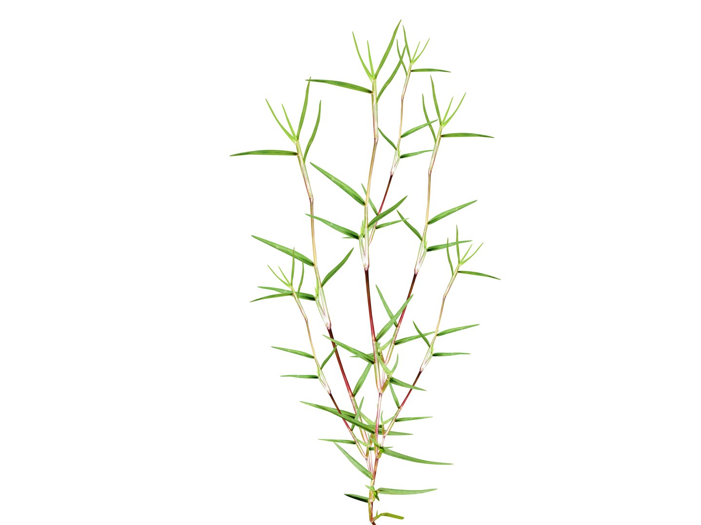 Whole plant of the Cynodon dactylon are used for medicinal purpose