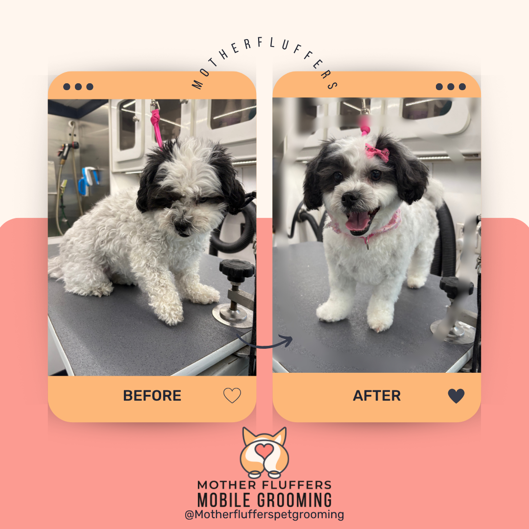 Mother Fluffers mobile grooming service