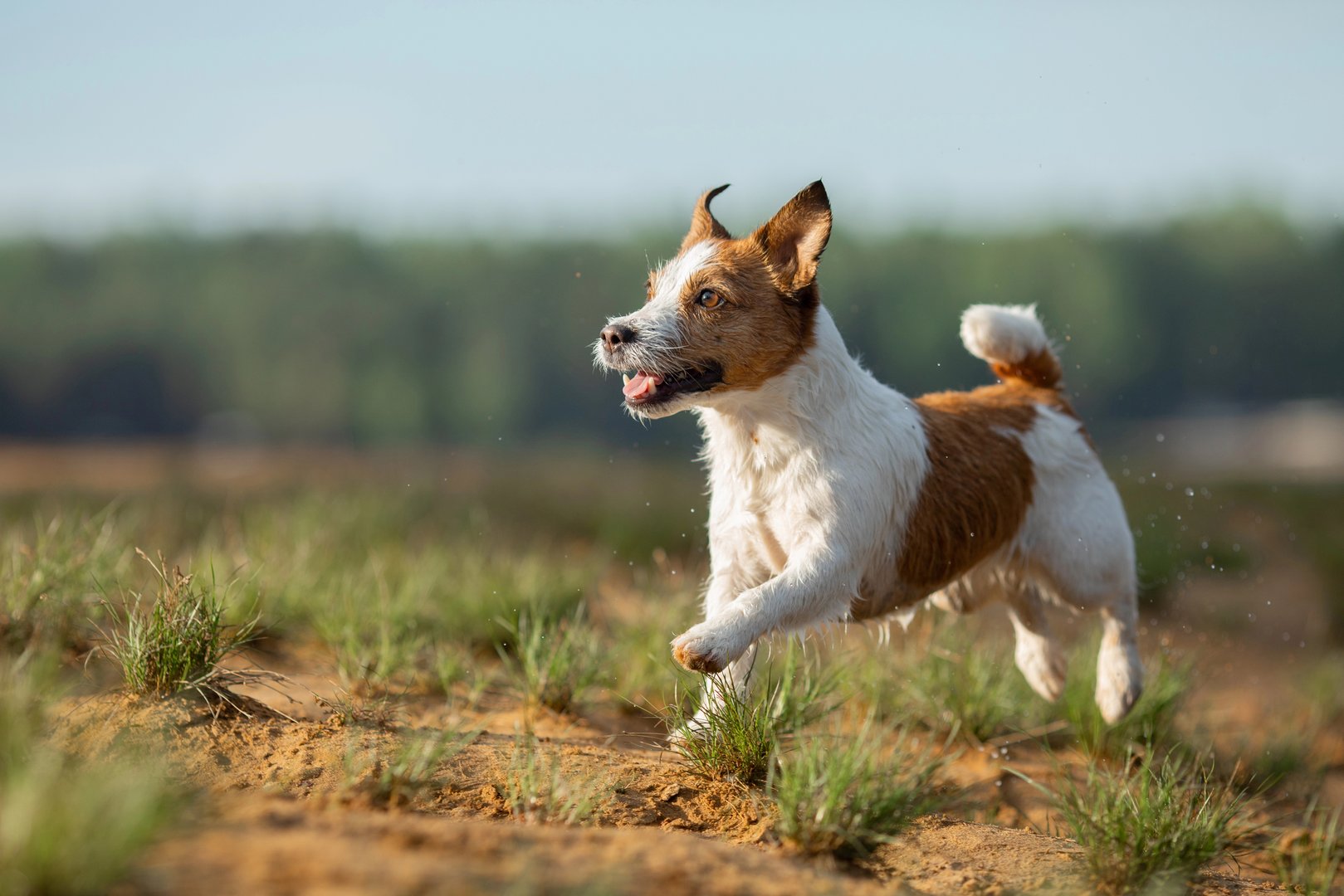 A Jack Russell Terrier leaps energetically through a grassy field on a sunny day. The dynamic scene showcases the dog's playful and lively spirit in a natural outdoor setting.