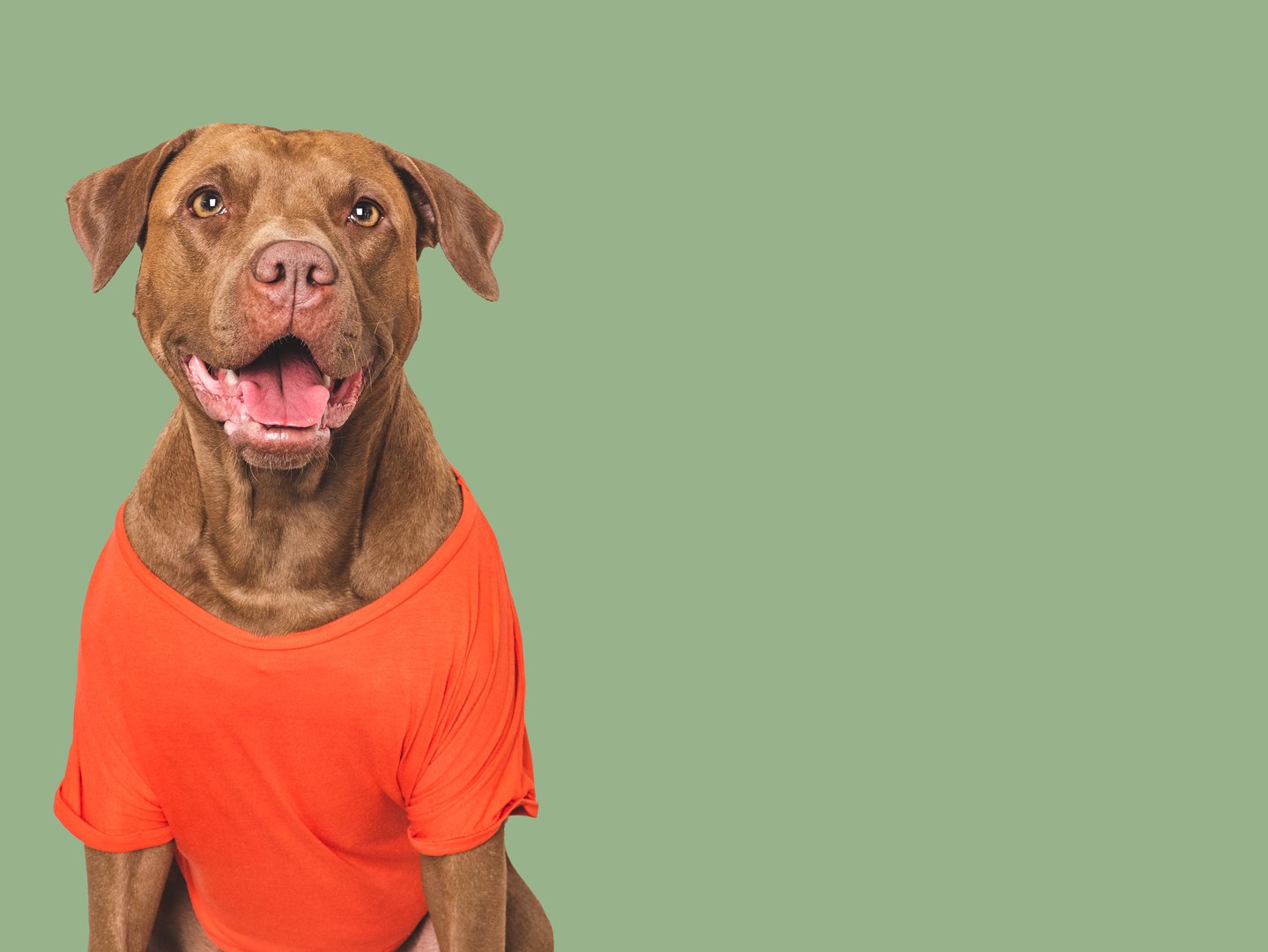 Cute dog and orange T-shirt. Close-up, indoors. Beauty and fashion concept. Studio shot, isolated background. Pets care