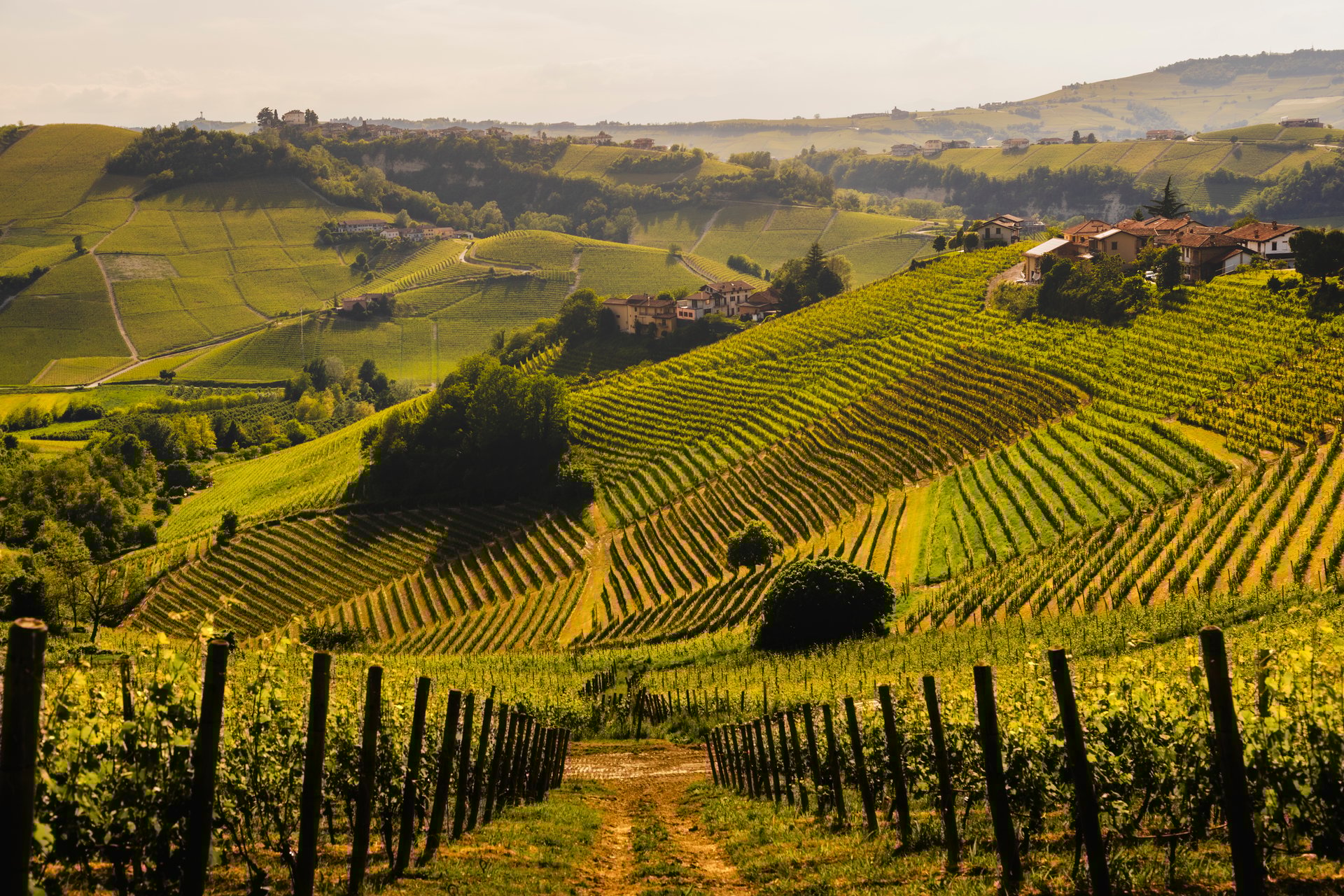 Rolling vineyard hills illuminated by warm sunlight, with neatly arranged grapevines creating a picturesque pattern; a serene and idyllic landscape capturing the beauty of nature and agricultural harmony in the countryside.