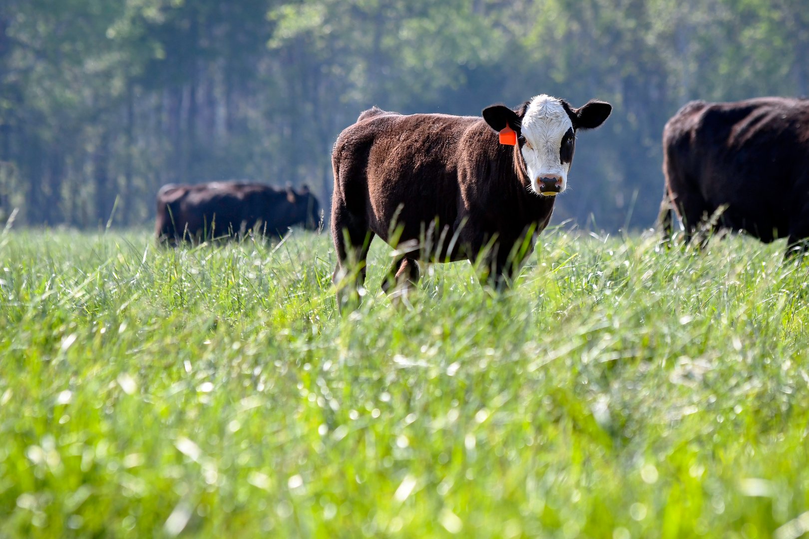 Black baldy calf with an orange ear tag, looking at the camera with negative space below.
