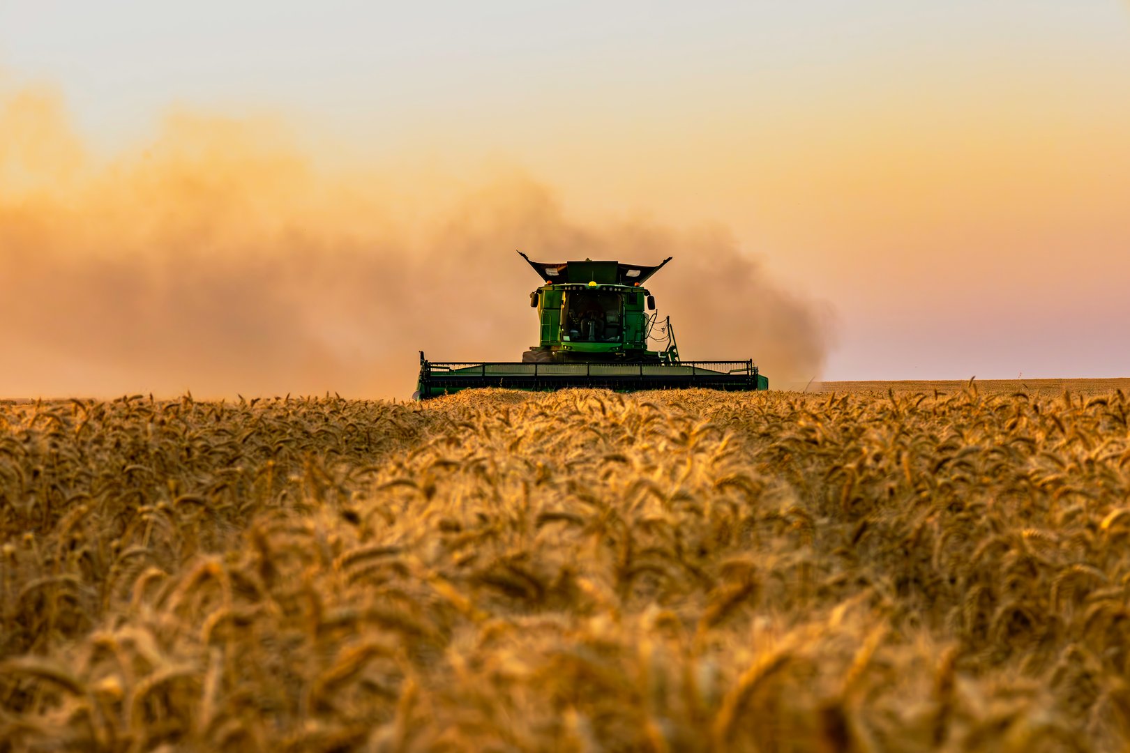 Wheat harvest. Modern industrial harvester working during harvest in a large field with ripe grain at sunset. Harvesting.