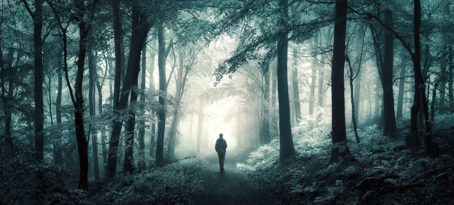Walking in a forest dreamland. Real photo of an amazing dreamy landscape with fantasy style cool toning in panoramic format.