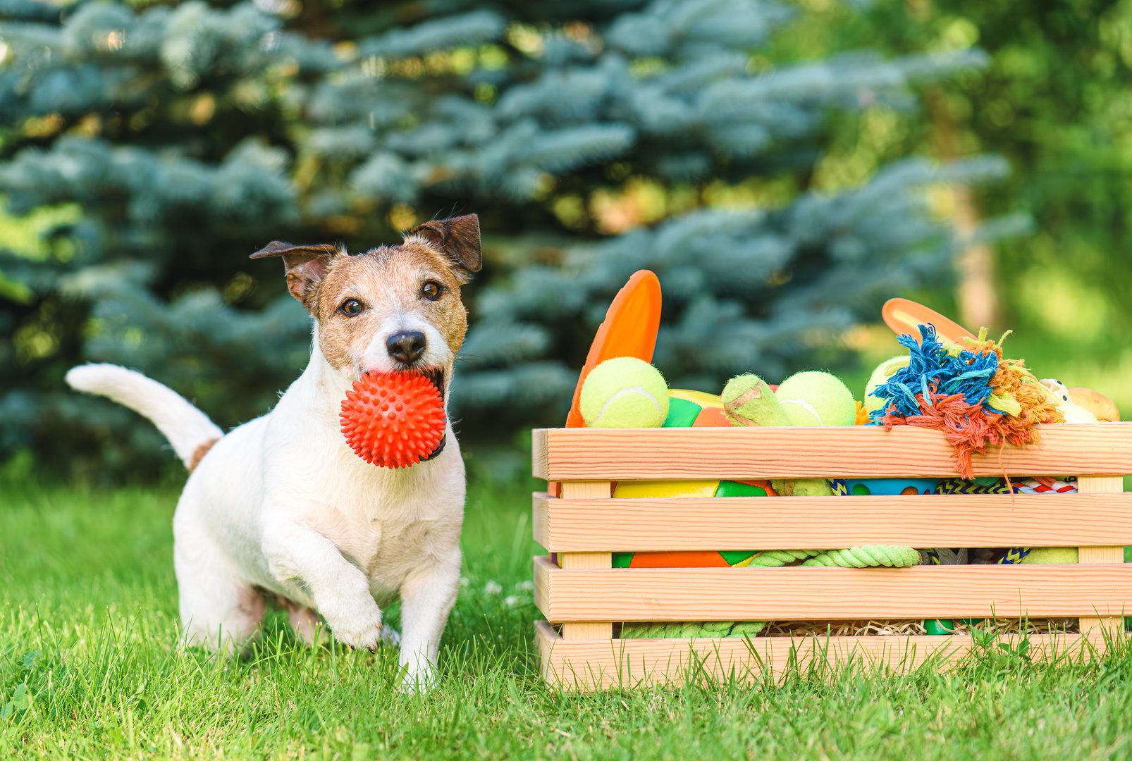Jack Russell Terrier dog fetching red ball