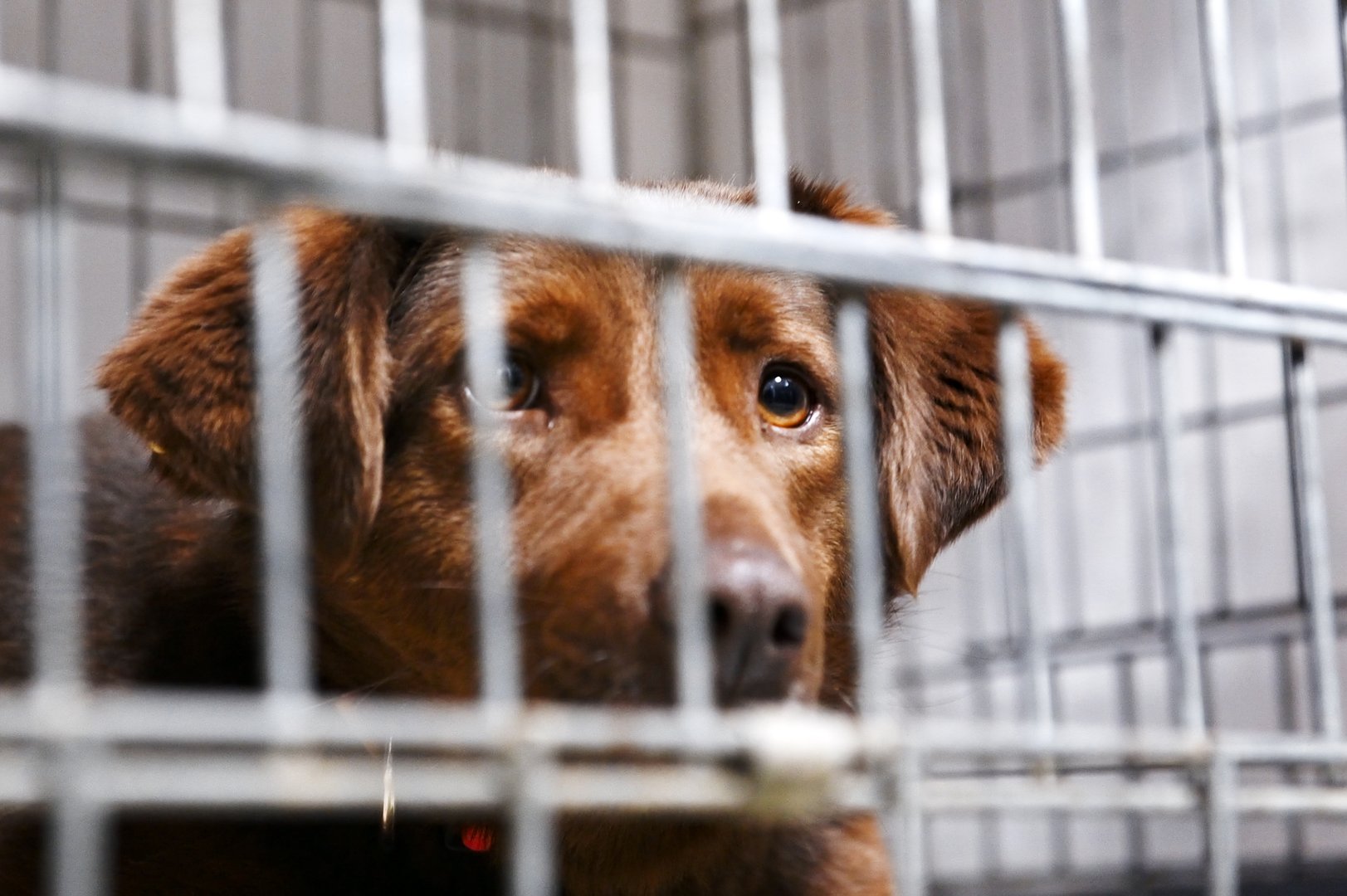 Homeless dog in a cage. Dog in animal shelter waiting for adoption. Sad abandoned hungry puppy