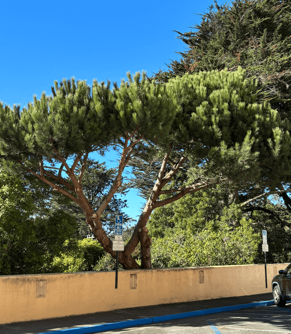 Laguna Hospital Tree Service image 2