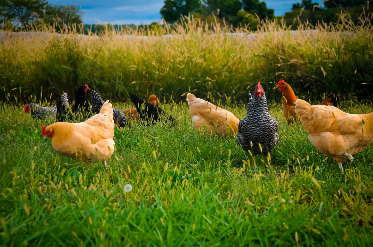 Chicken Flock in Grassy Field