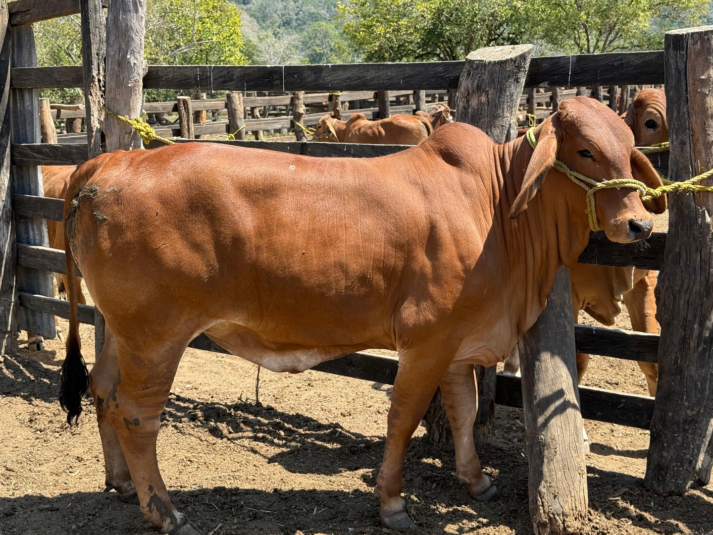 A brown cow tied to a wooden fence in a sunny outdoor pen with other cows and trees in the background.
