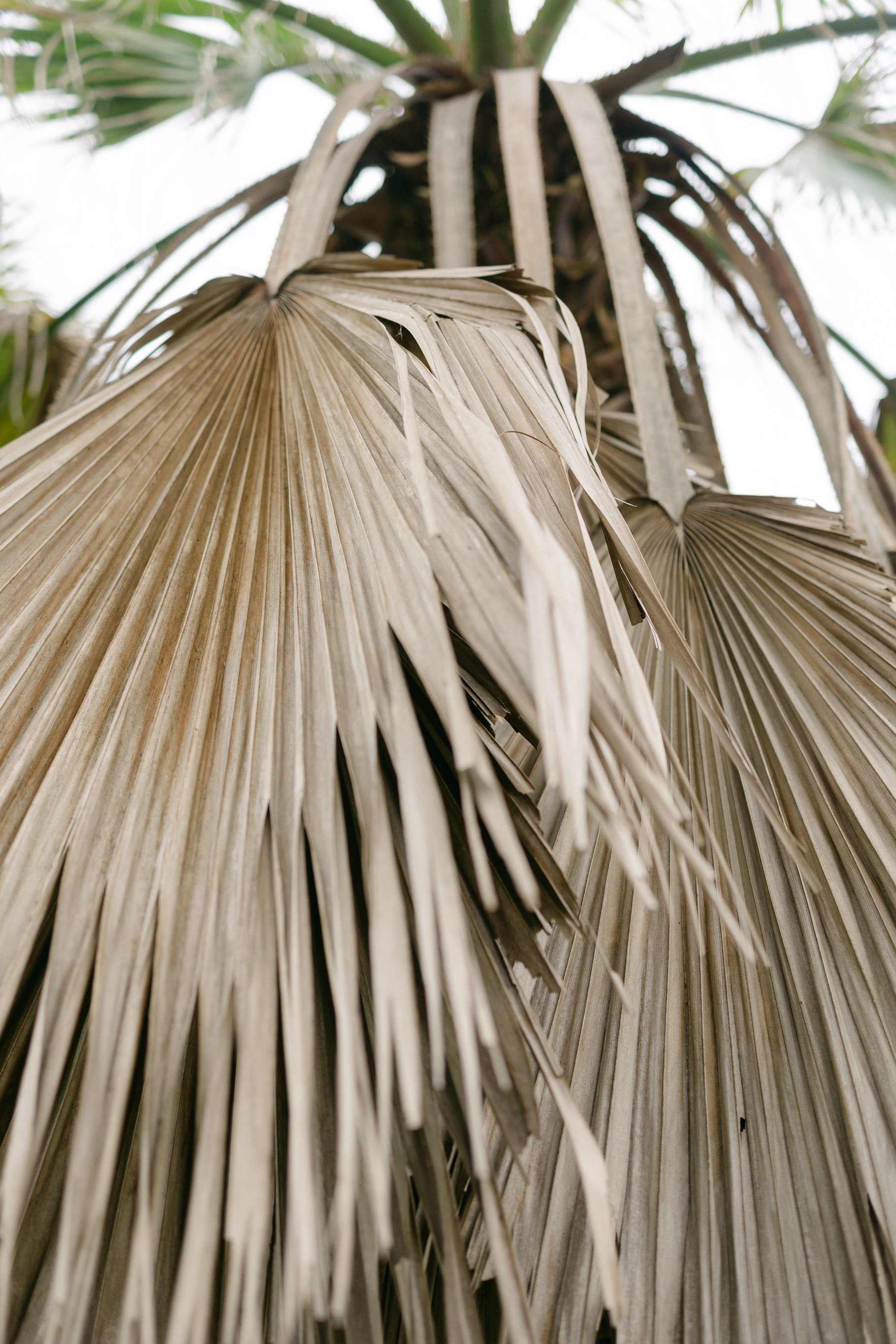 Close-up of dried palm fronds against a cloudy sky, showcasing their texture and slender, elongated leaves.