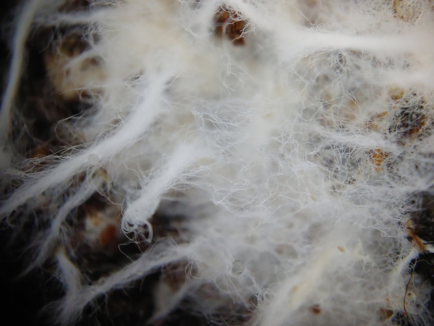 mycelium is a network of fungal threads or hyphae. Mycelia often grow underground but can also thrive in other places such as rotting tree trunks. A single spore can develop into a mycelium. The fruiting bodies of fungi, such as mushrooms, can sprout from a mycelium.