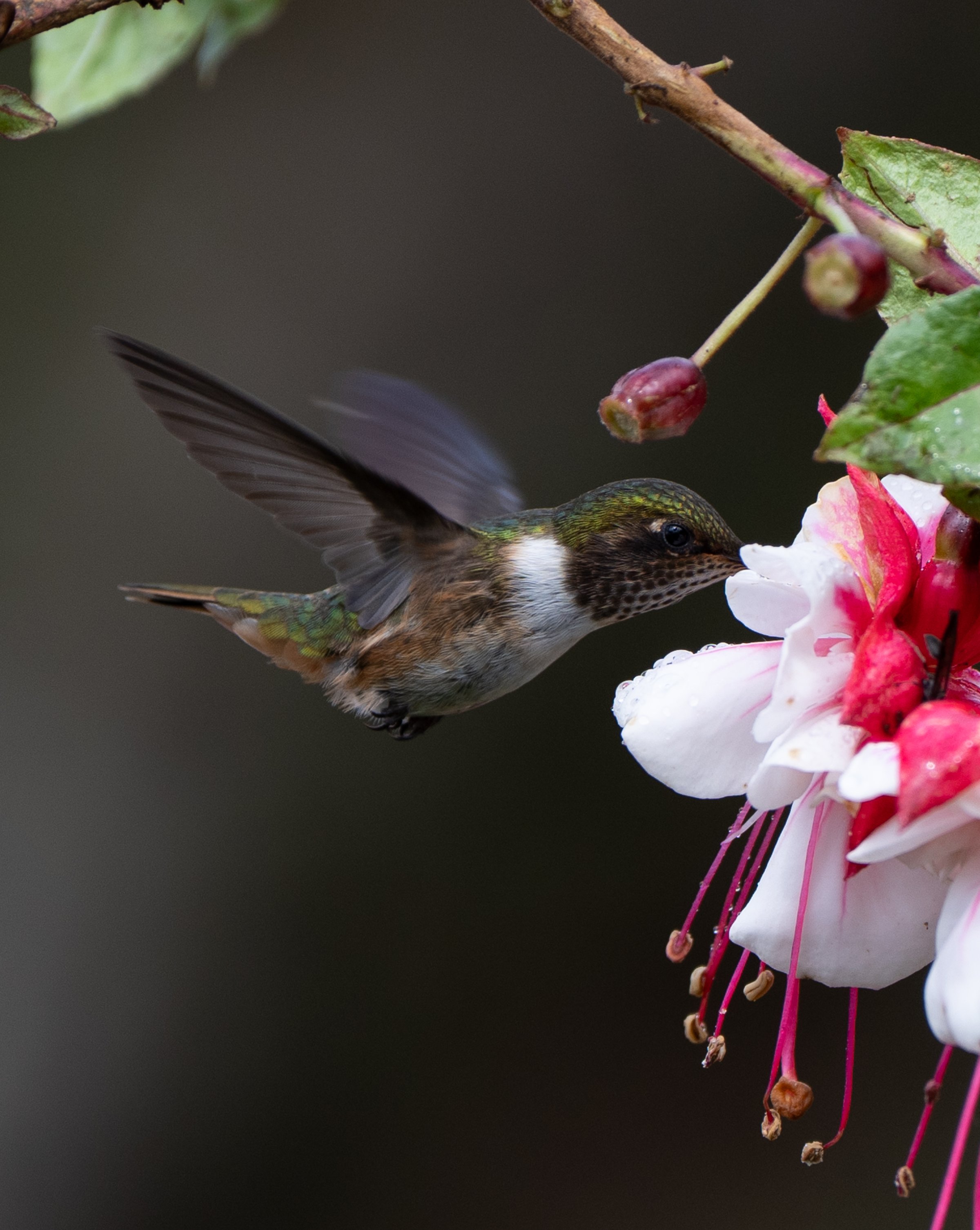 A hummingbird hovers near a white and pink flower, feeding, with delicate wings blurred in motion.