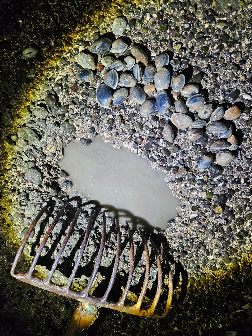 Little Skookum Shellfish operations