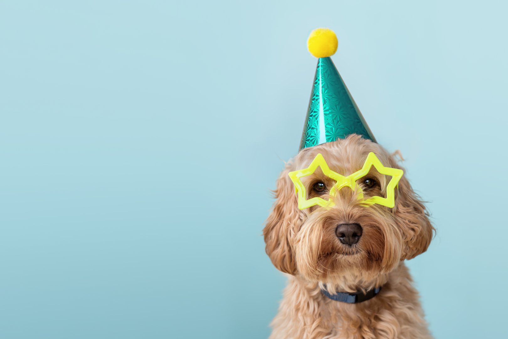 Cute dog at a birthday party wearing party hat and star glasses