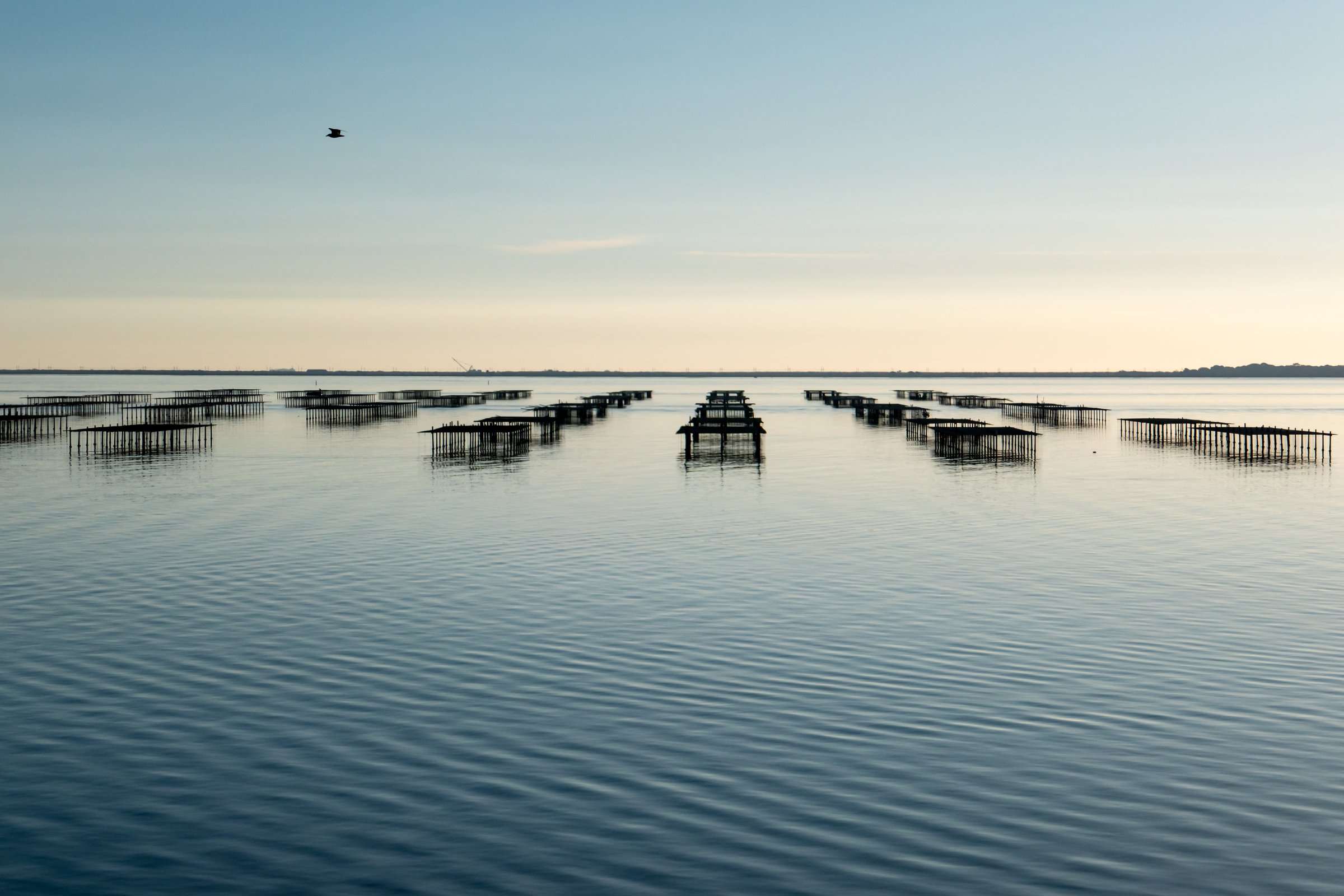 production of oysters and mussels