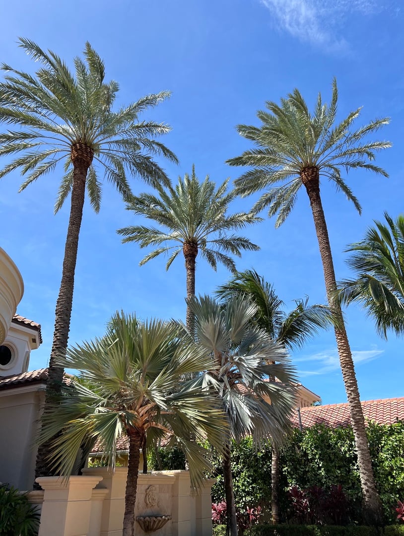 A Better Tree Florida - Tree Planting