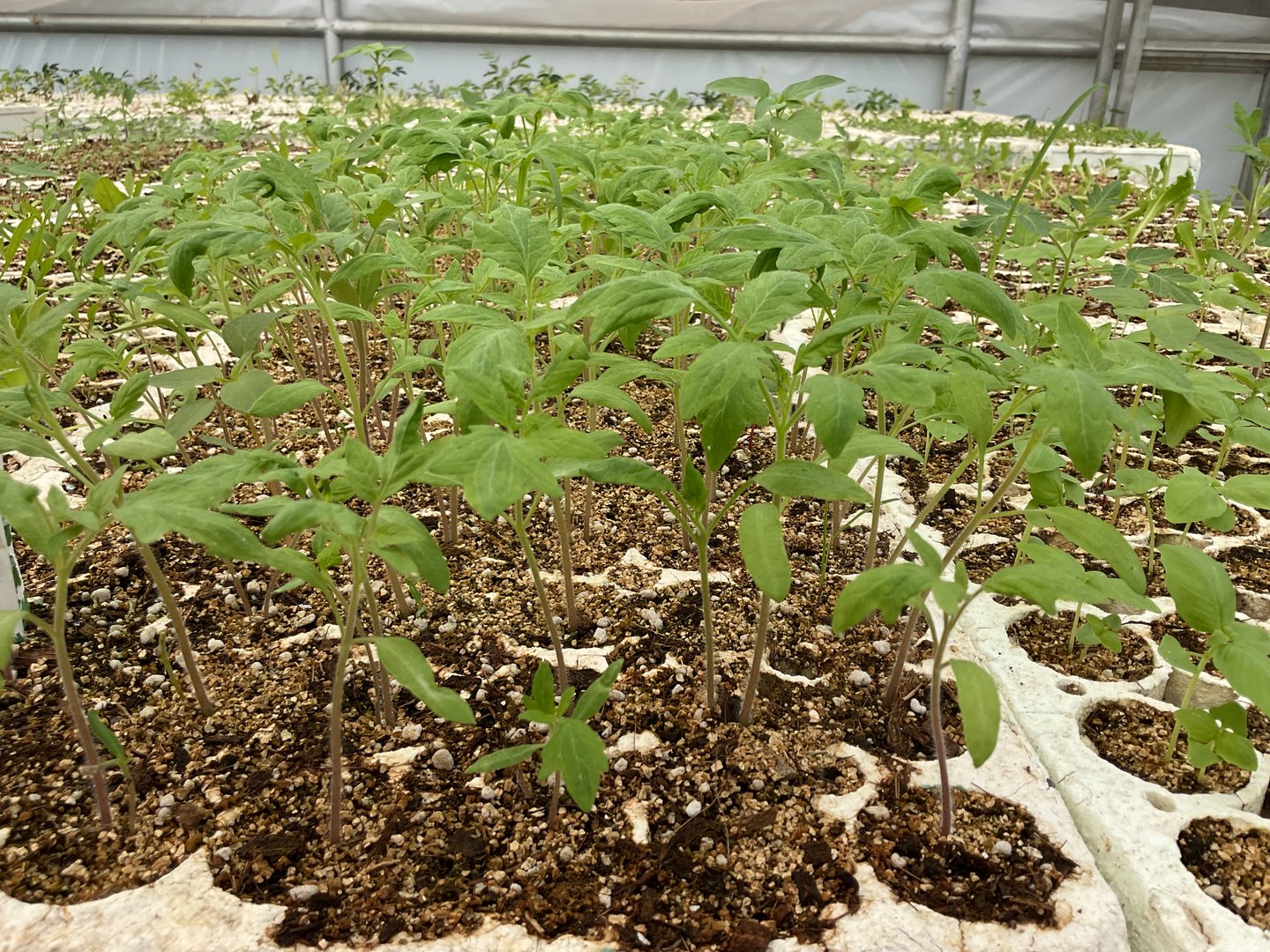 Young plants growing in white trays filled with soil in a greenhouse environment.