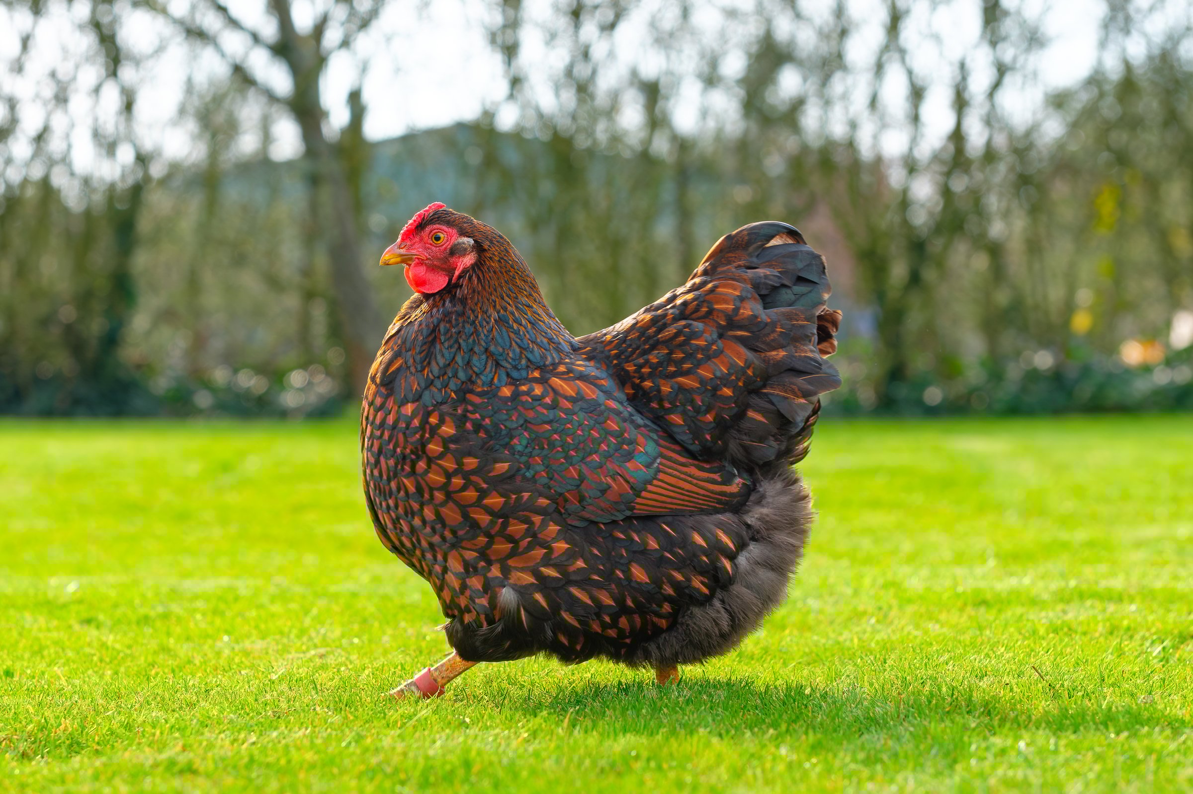 Healthy, free range Wyandotte hen seen running in her large back garden. One of a small flock kept for their tasty eggs.