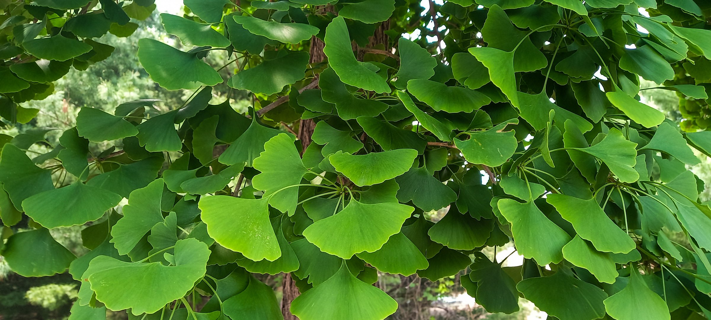 The vibrant green foliage of the ginkgo tree