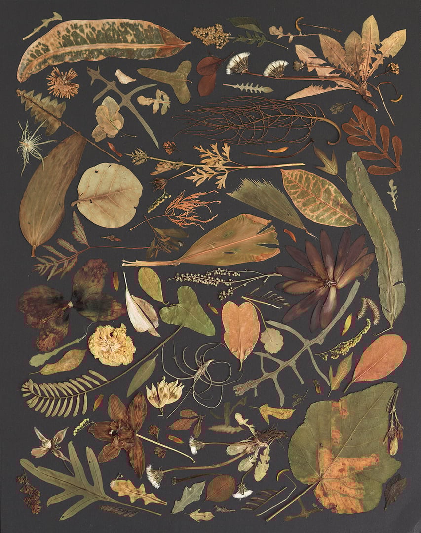 Pressed Flower Artwork 2