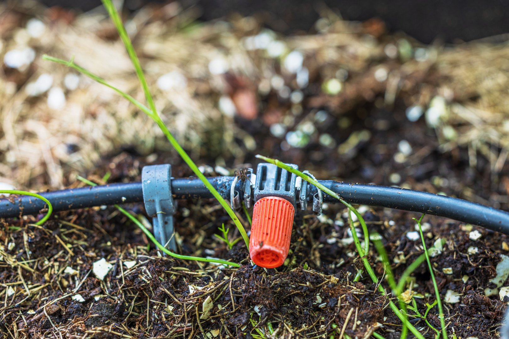 Close up view of drip irrigation hose with adjustable emitter placed on moist soil in garden bed. Sweden.