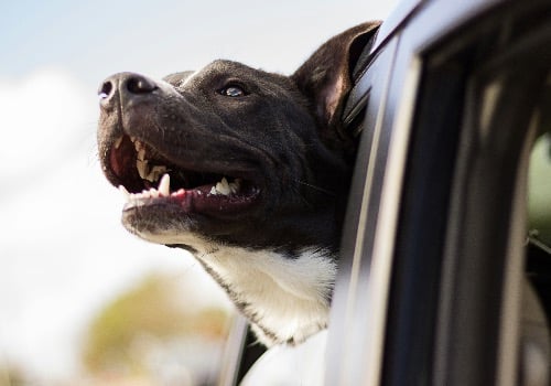 Pet Transportation