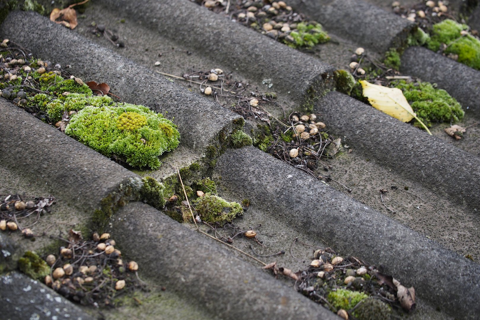 Moss on roof
