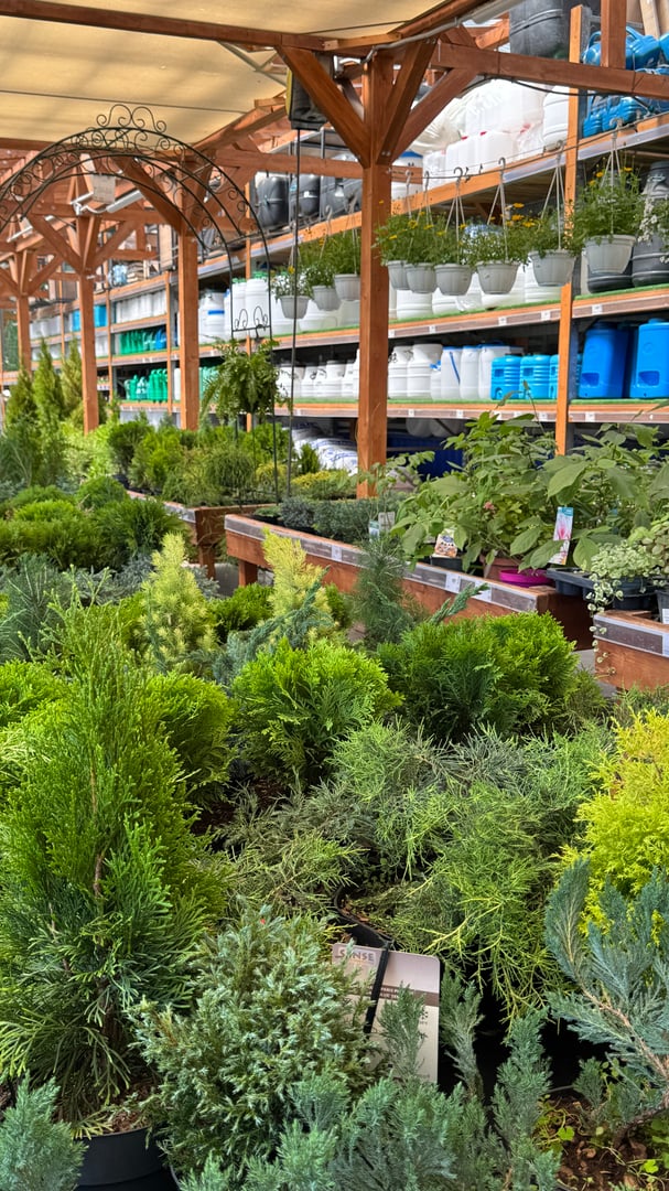 Well-organized garden center featuring diverse selection of evergreen shrubs and conifers in foreground with extensive nursery infrastructure including wooden pergola, decorative iron arch, and multi-level shelving systems stocked with gardening supplies and hanging plants. The composition showcases professional nursery layout with various juniper, cypress, and other evergreen varieties displayed in black containers while background reveals organized inventory of pots, tools, and plant care products under protective canopy structures. Bright natural lighting emphasizes the healthy green foliage and commercial garden center atmosphere perfect for plant shopping and landscape planning. This comprehensive nursery scene embodies themes of plant retail, landscape gardening, evergreen selection, professional horticulture, and garden design resources. The extensive plant variety and professional presentation create strong visual appeal perfect for garden center marketing, landscaping business promotions, plant care guides, nursery industry publications, or gardening education materials. The image commercially valuable for nursery operations, landscaping services, gardening supply retailers, or wellness content about the therapeutic benefits of gardening and creating beautiful outdoor spaces through careful plant selection.​​​​​​​​​​​​​​​​
