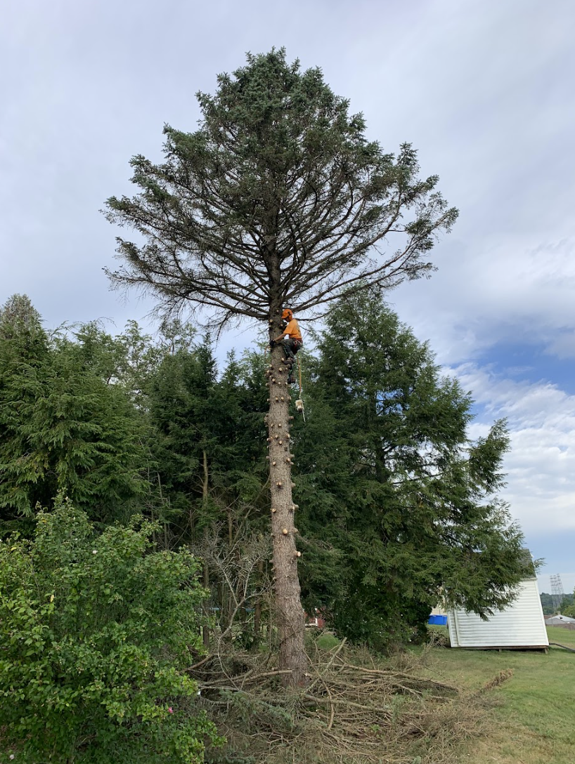 Tree Trimming Project