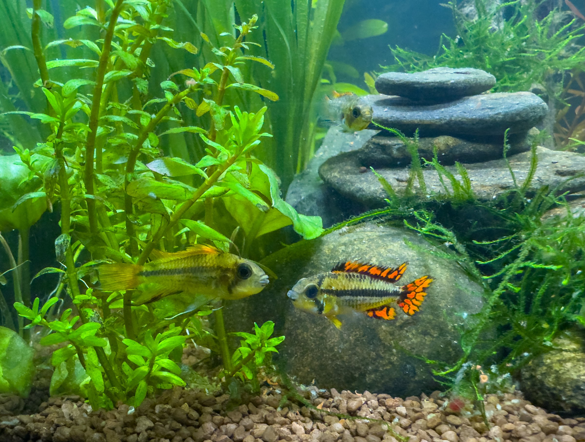 Beautiful tropical freshwater aquarium with vibrant dwarf cichlid and lush green plants in a stunning aquascape layout