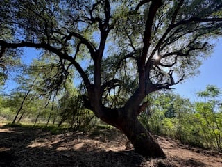 A large tree with twisting branches and thick foliage stands in a sunlit forest with a clear blue sky.
