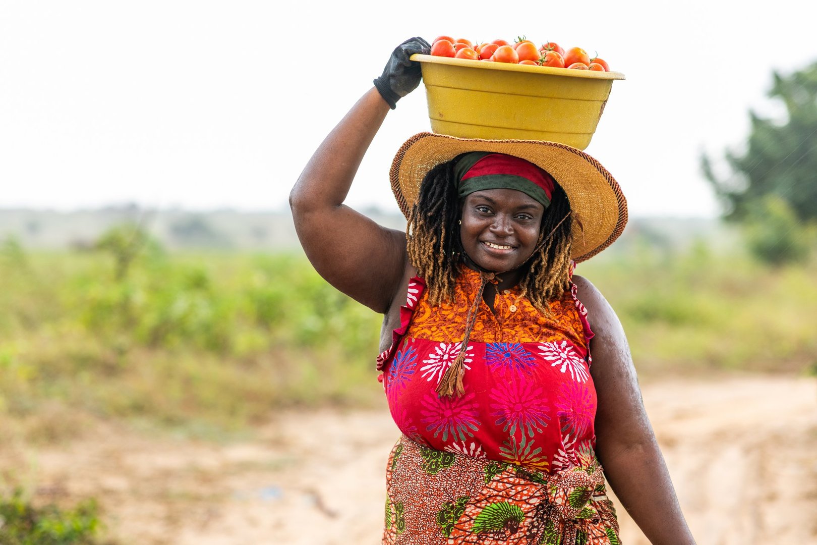 African Agriculture tomato businesswoman farmer carries a bowl of freshly picked tomatoes on her head in the field, drizzling weather, rural setting.